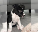 Small #11 Labrador Retriever