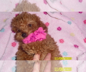 Poodle (Toy) Puppy for sale in DULUTH, GA, USA