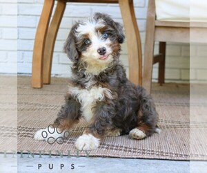 Bernedoodle (Miniature) Puppy for sale in PARADISE, PA, USA