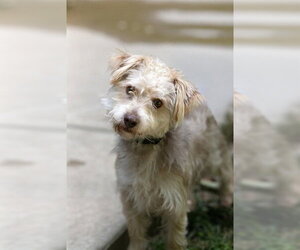 Poodle (Miniature)-Wheaten Terrier Mix Dogs for adoption in Belleville, IL, USA