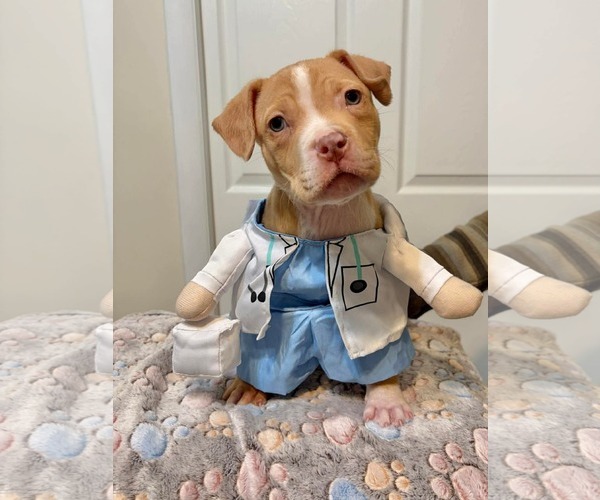 Medium Photo #3 Mutt Puppy For Sale in Derwood, MD, USA