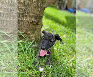 Labrador Retriever-Whippet Mix Dogs for adoption in Royal Palm Beach, FL, USA