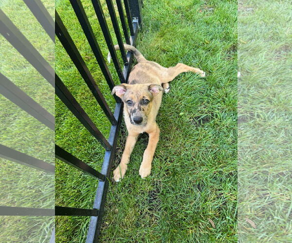 Medium Photo #3 Catahoula Leopard Dog-Unknown Mix Puppy For Sale in pomfret, CT, USA
