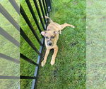Small #2 Catahoula Leopard Dog Mix