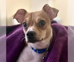 Medium Chihuahua Mix