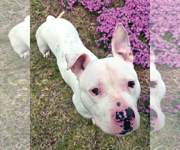 Medium Photo #4 American Pit Bull Terrier Puppy For Sale in Westminster, MA, USA