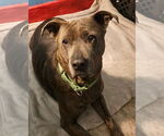 Small #1 Mutt