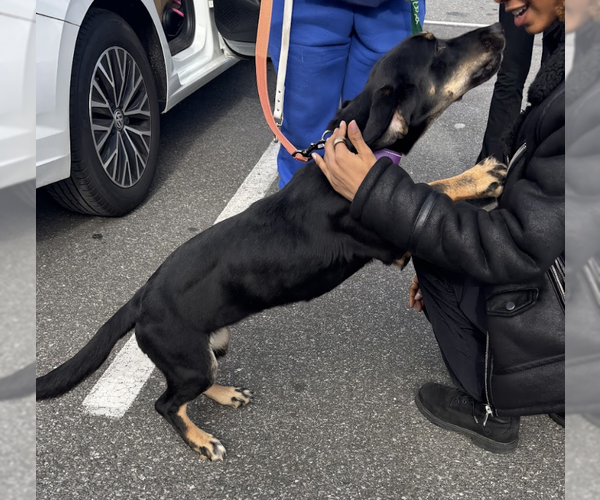 Medium Photo #2 Basset Hound-Unknown Mix Puppy For Sale in Brooklyn, NY, USA