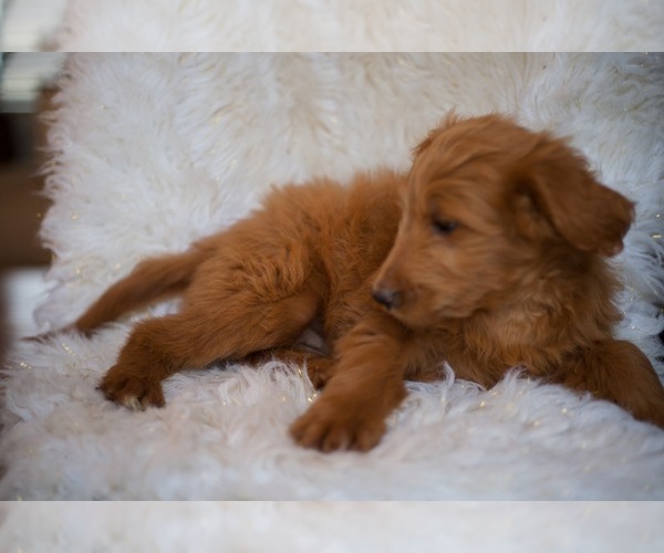 Medium Photo #2 Goldendoodle-Poodle (Standard) Mix Puppy For Sale in NORTH VERNON, IN, USA