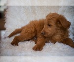 Small Photo #2 Goldendoodle-Poodle (Standard) Mix Puppy For Sale in NORTH VERNON, IN, USA