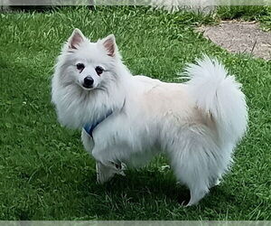 American Eskimo Dog Dogs for adoption in Pikesville, MD, USA