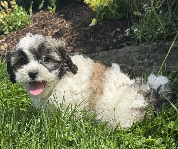 Medium Photo #5 Zuchon Puppy For Sale in CANOGA, NY, USA