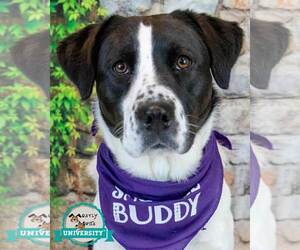 Pointer-Retriever Mix Dogs for adoption in Kennesaw, GA, USA