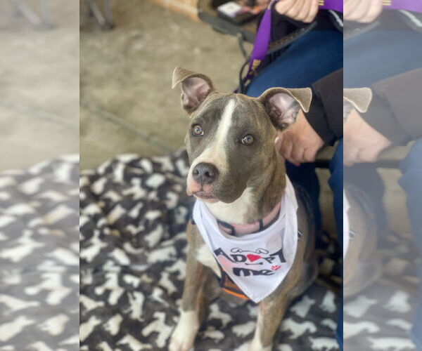 Medium Photo #6 Mutt Puppy For Sale in Mount Laurel, NJ, USA