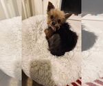 Small Mutt