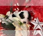 Small Photo #3 Australian Cattle Dog Puppy For Sale in MENIFEE, CA, USA