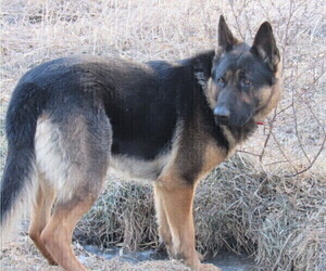 Father of the German Shepherd Dog puppies born on 06/12/2025