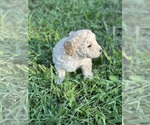 Puppy Potsie Poodle (Miniature)