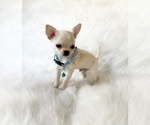 Small #6 Chihuahua