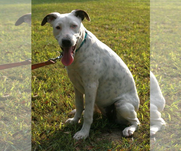 Medium Photo #10 Labmatian Puppy For Sale in Attalka, AL, USA