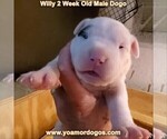 Small Photo #19 Dogo Argentino Puppy For Sale in JANE, MO, USA