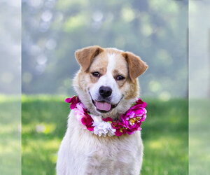 Great Pyrenees-Unknown Mix Dogs for adoption in Unionville, PA, USA
