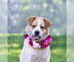Small Great Pyrenees Mix