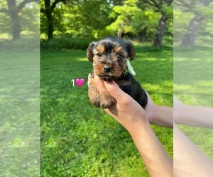 Yorkshire Terrier Puppy for sale in DES PLAINES, IL, USA