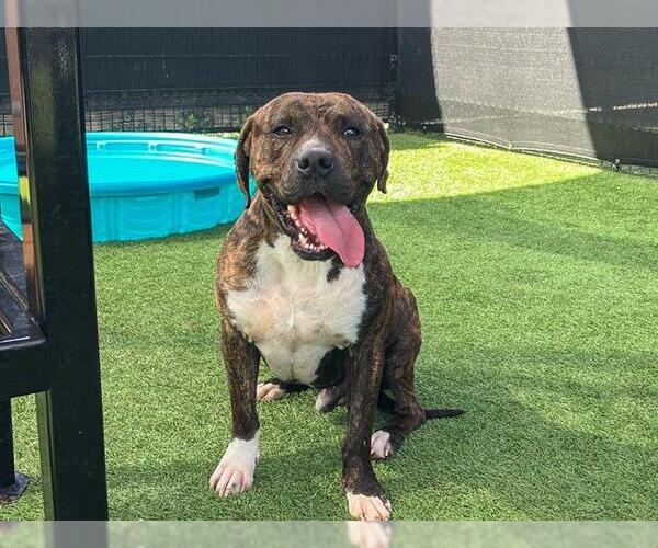 Medium Photo #1 Mastiff-Unknown Mix Puppy For Sale in Orange, CA, USA