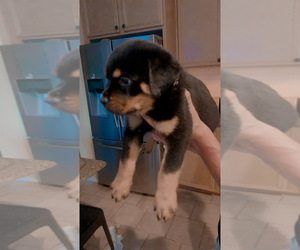 Rottweiler Puppy for sale in BEAUMONT, CA, USA