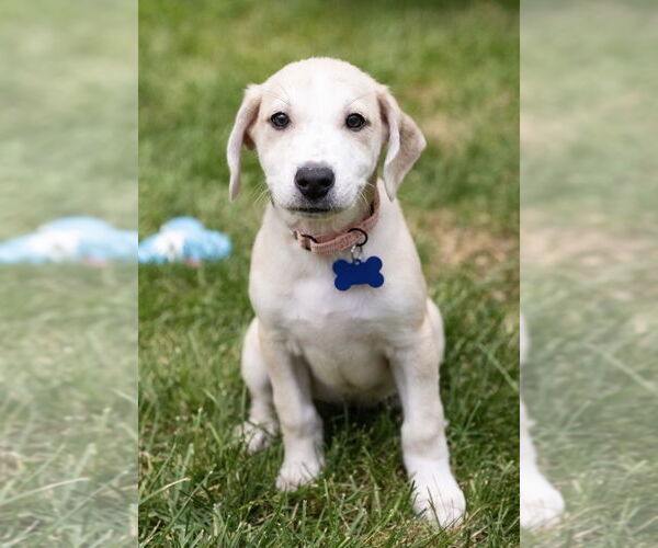 Medium Photo #4 Mutt Puppy For Sale in Plymouth, MN, USA