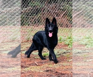 German Shepherd Dog Puppy for sale in GADSDEN, AL, USA