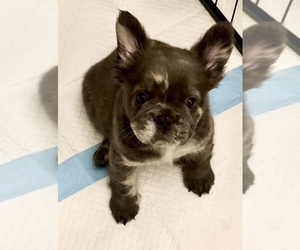 Medium French Bulldog