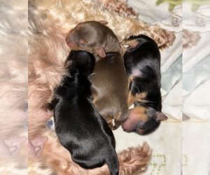 -Yorkshire Terrier Mix Puppy for sale in LITHIA, FL, USA