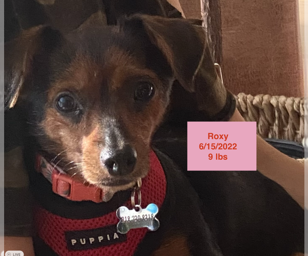 Medium Photo #4 Chihuahua-Unknown Mix Puppy For Sale in West Hollywood, CA, USA