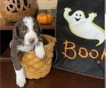 Small Photo #1 Bernedoodle Puppy For Sale in MINBURN, IA, USA