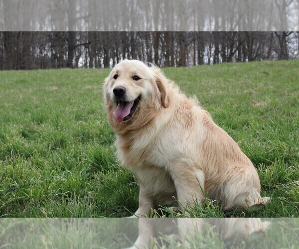 Medium Photo #2 Golden Retriever Puppy For Sale in JONES, MI, USA