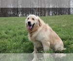 Small Photo #2 Golden Retriever Puppy For Sale in JONES, MI, USA