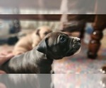 Small Photo #3 American Pit Bull Terrier Puppy For Sale in GLN ALLN, VA, USA
