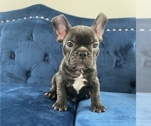 French Bulldog Puppy for sale in SAN FRANCISCO, CA, USA