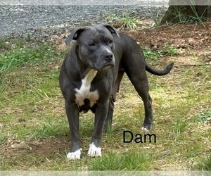 Mother of the American Bully puppies born on 03/19/2025