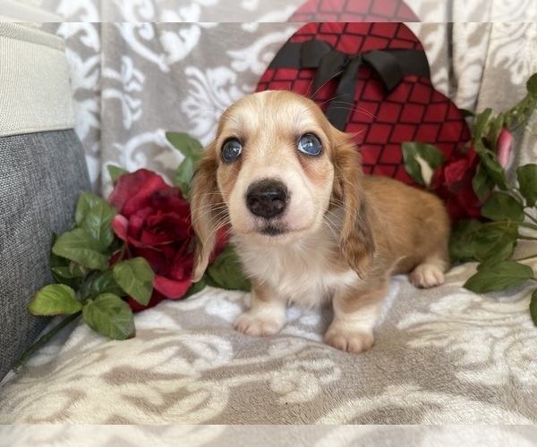 Medium Photo #13 Dachshund Puppy For Sale in SHILOH, OH, USA