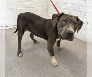 Mutt Dogs for adoption in San Bernardino, CA, USA