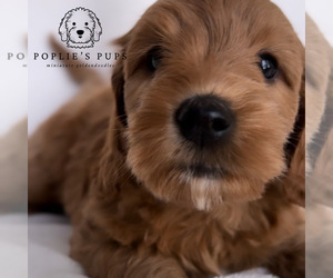 Goldendoodle (Miniature) Puppy for sale in HUMBLE, TX, USA