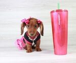 Small Photo #1 Dachshund Puppy For Sale in LAS VEGAS, NV, USA