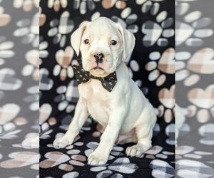 Boxer Puppy for sale in KIRKWOOD, PA, USA