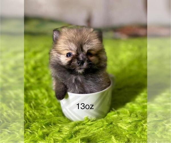 Medium Photo #13 Pomeranian Puppy For Sale in JACKSONVILLE, FL, USA