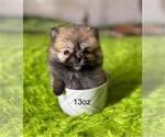Hand delivery - Female Pomeranian Puppy for Sale - Photo #13