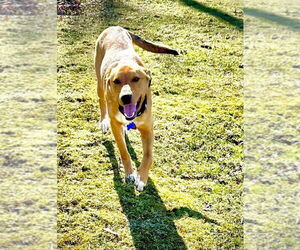 Thumper - Male Mutt Dog for Adoption - Photo #3
