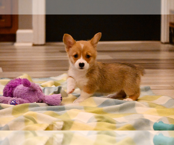 Medium Photo #1 Pembroke Welsh Corgi Puppy For Sale in GUTHRIE, KY, USA
